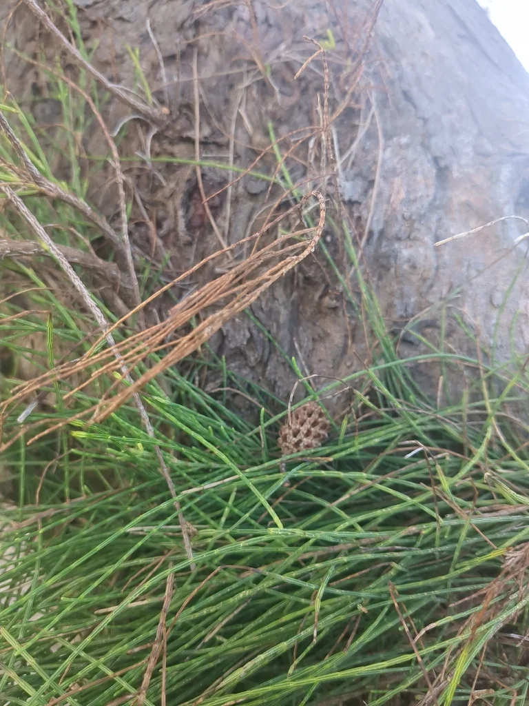 Casuarina Equisetifolia