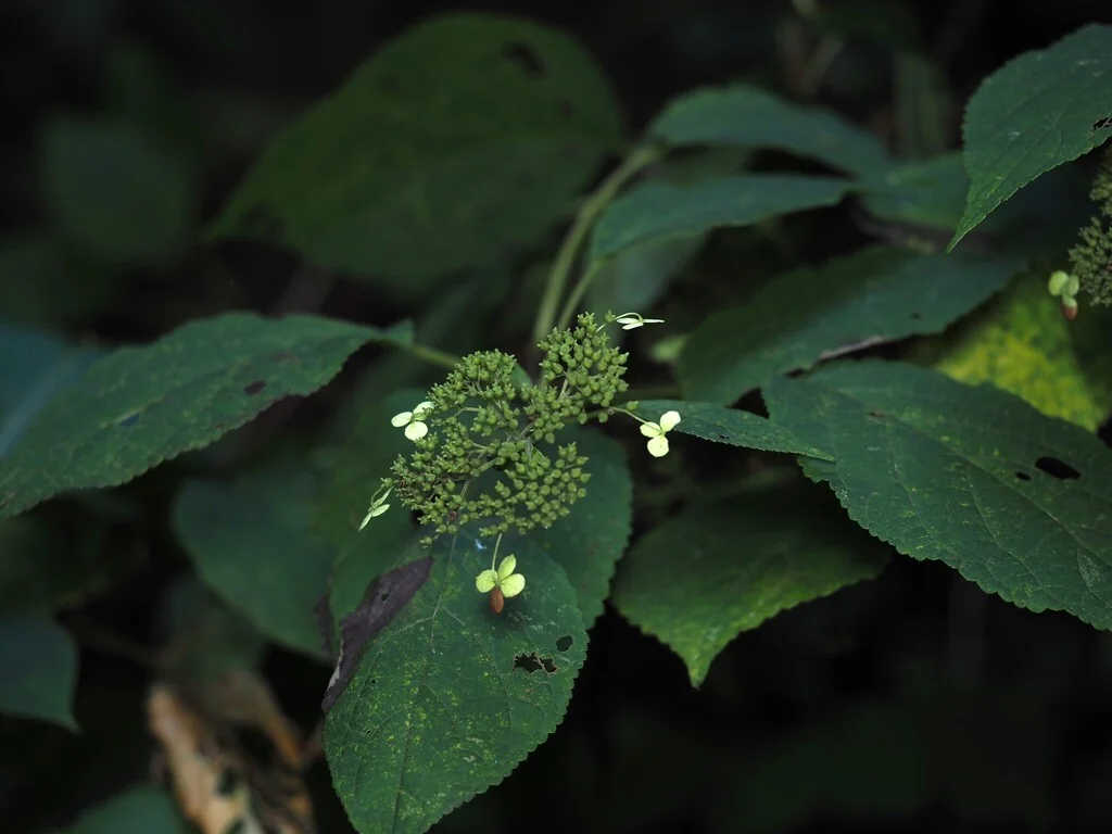 Hydrangea arborescens