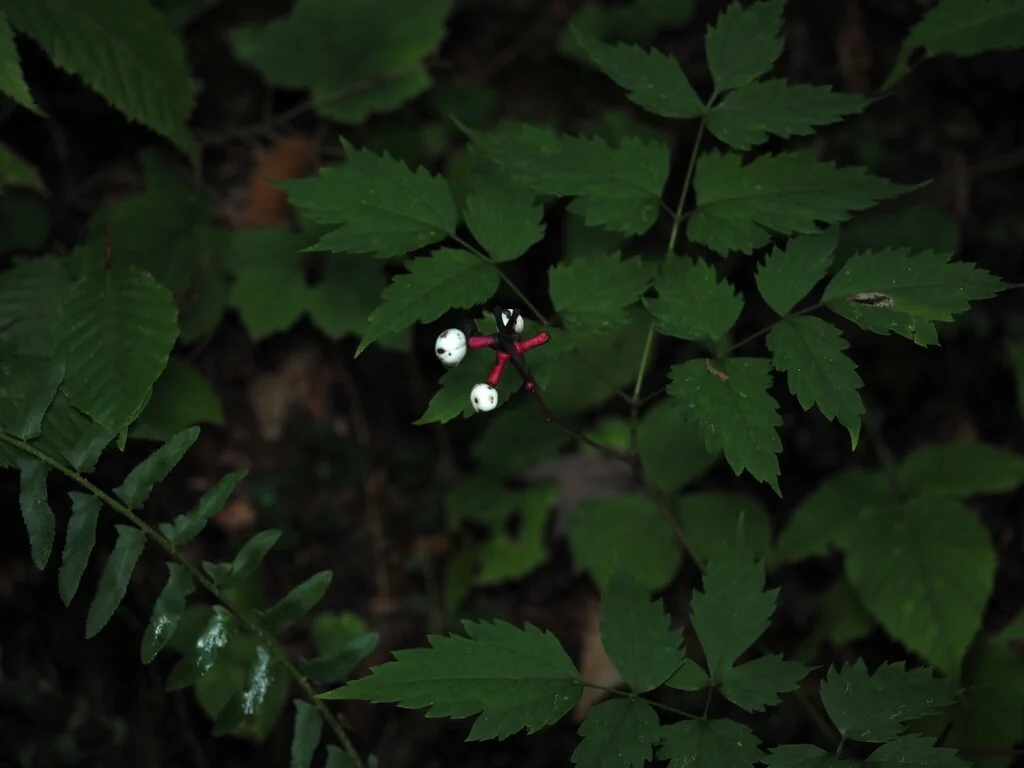 Actaea Pachypoda