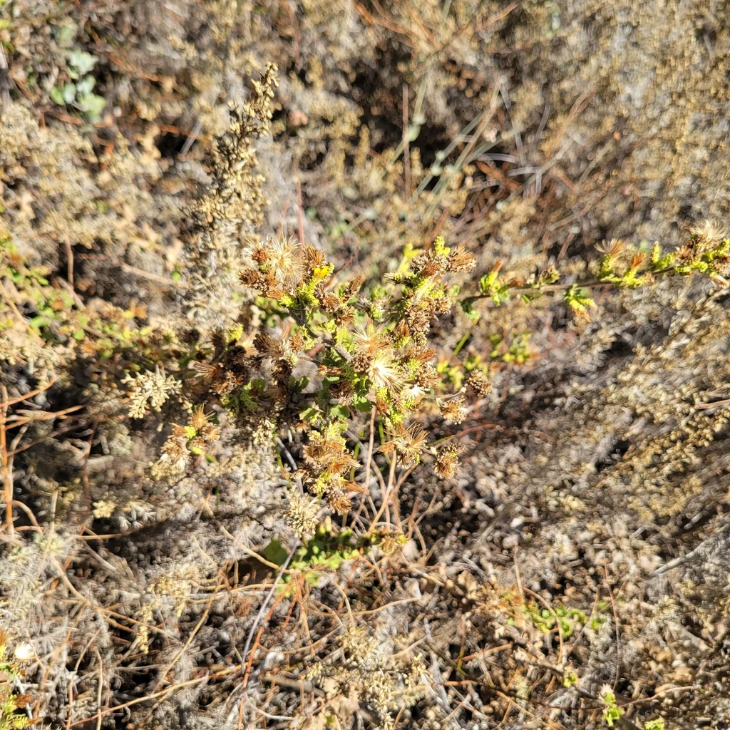Hazardia squarrosa