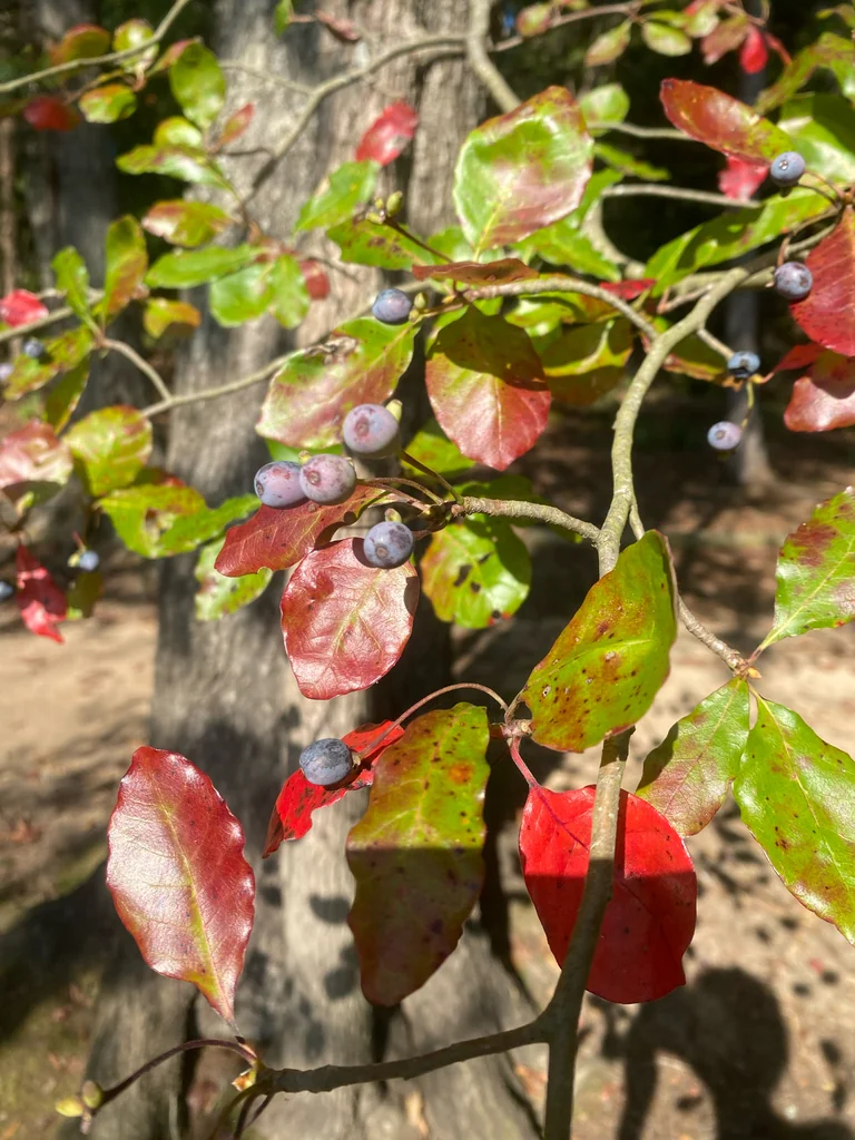 Nyssa Sylvatica