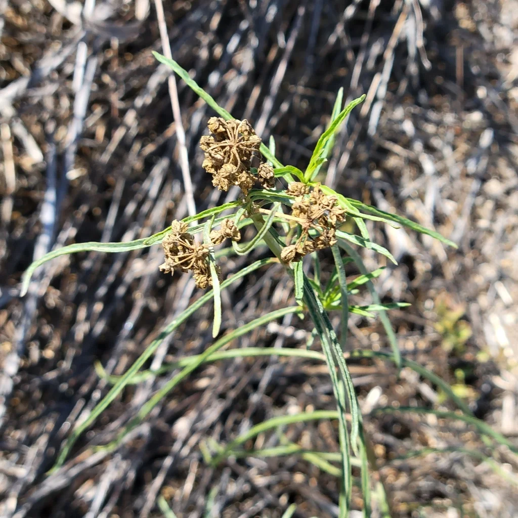 Asclepias Fascicularis