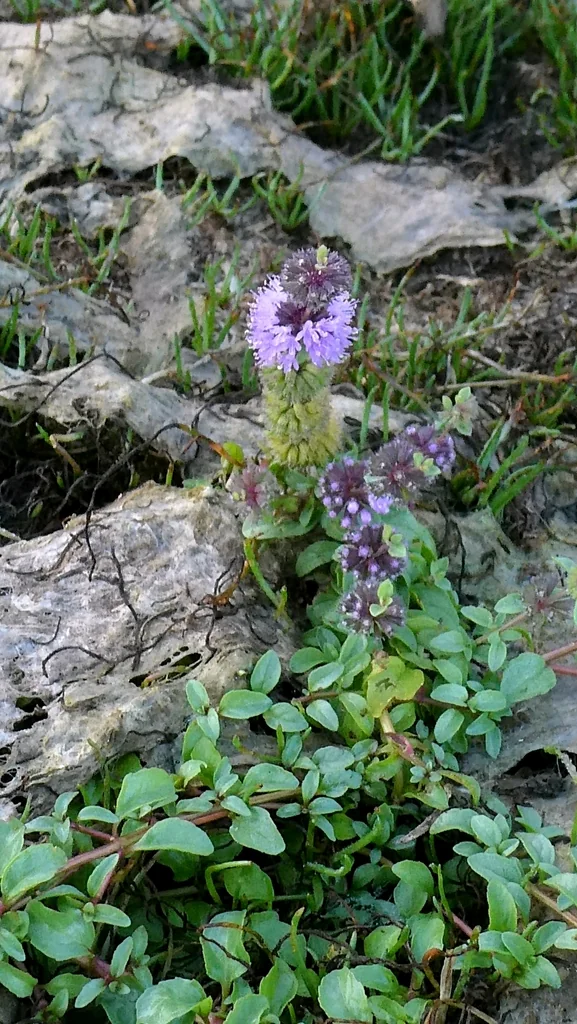 Mentha Pulegium
