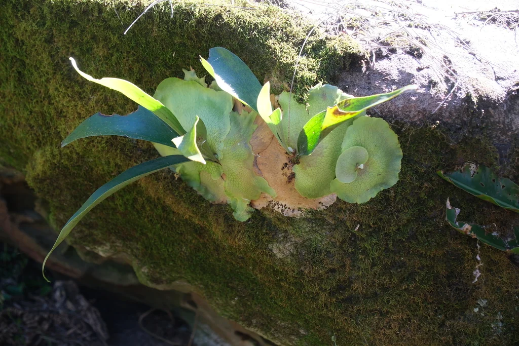 Platycerium bifurcatum