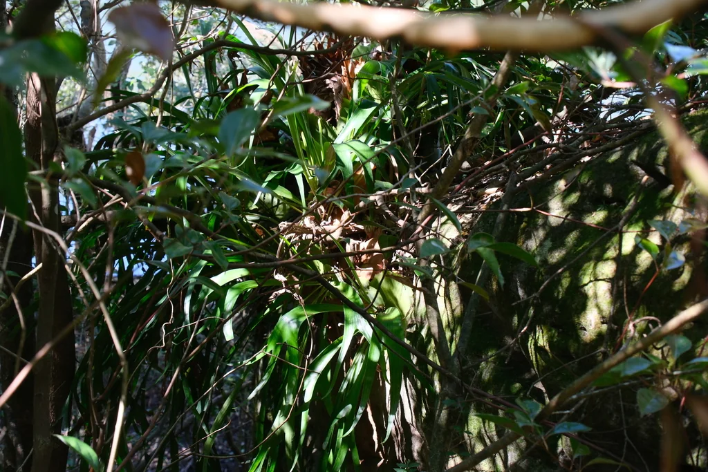 Platycerium bifurcatum
