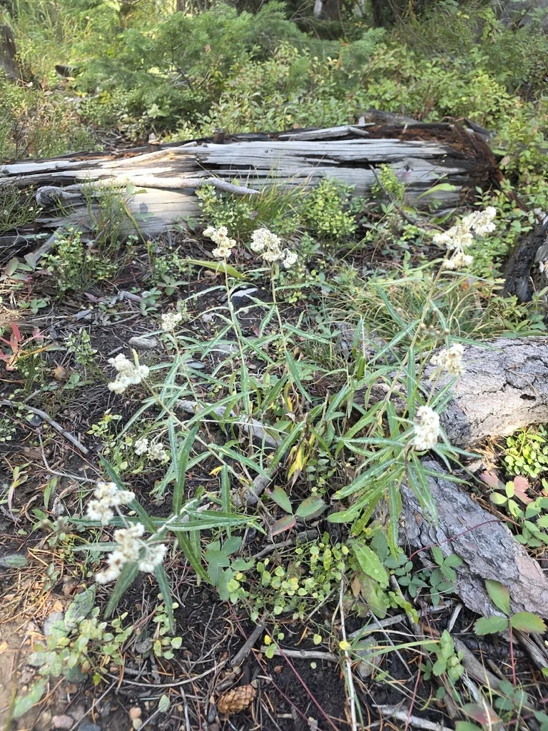 Anaphalis Margaritacea