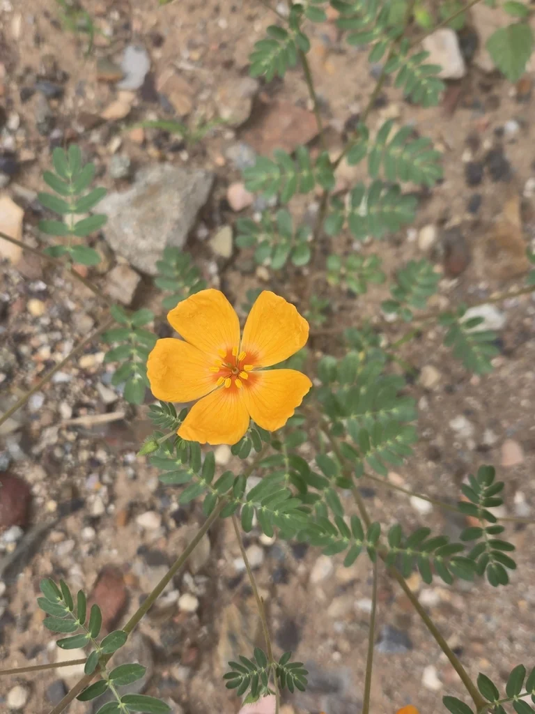 Kallstroemia Grandiflora