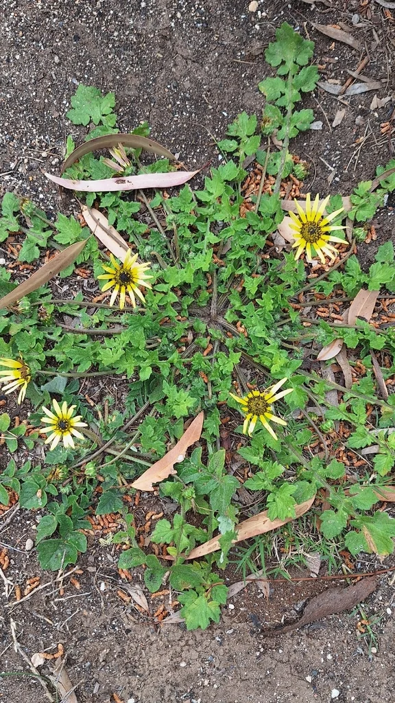 Arctotheca Calendula
