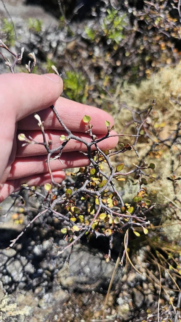 Corokia Cotoneaster