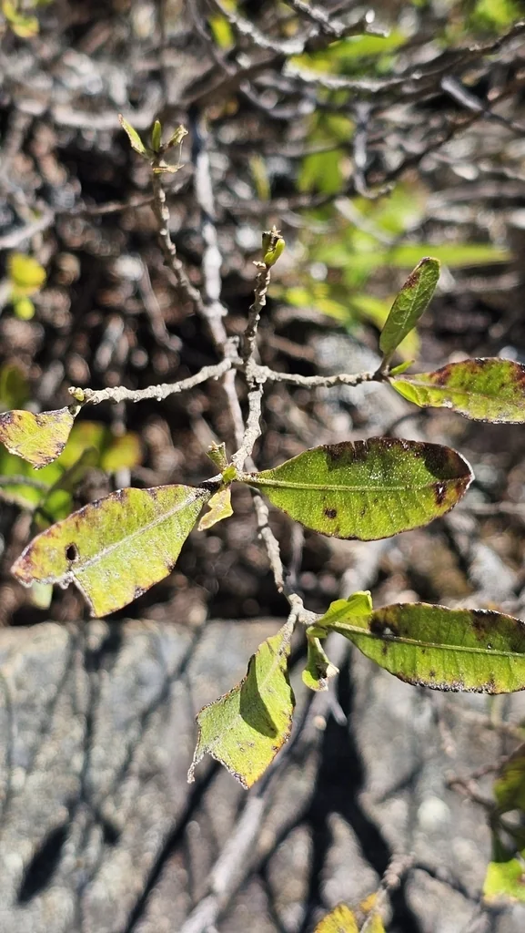 Dodonaea Viscosa