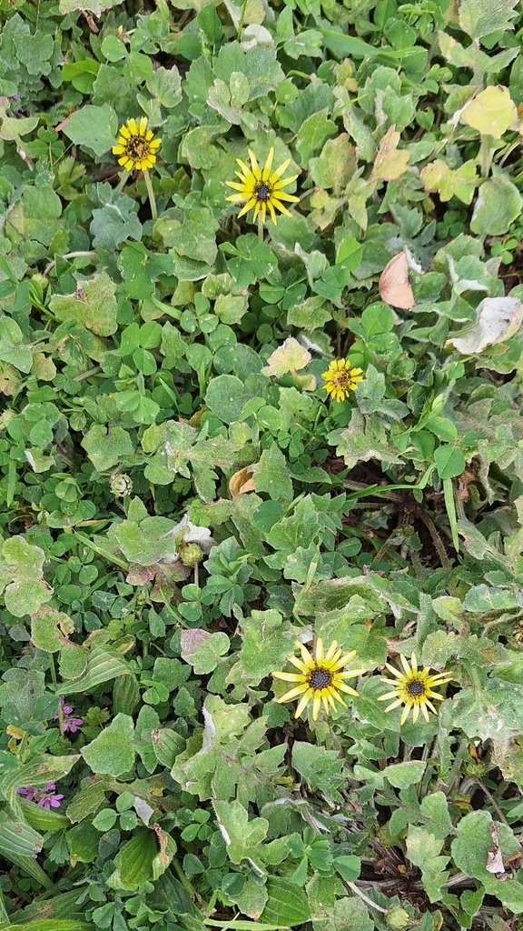 Arctotheca Calendula