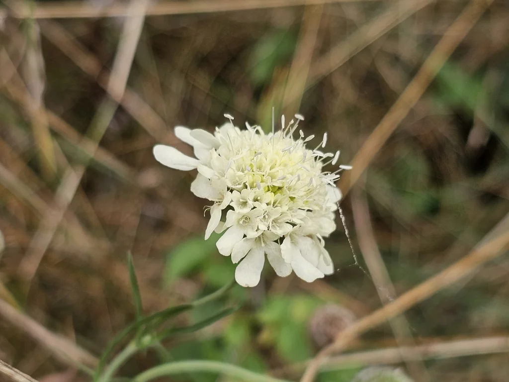 Scabiosa Ochroleuca