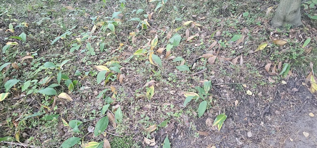 Convallaria Majalis