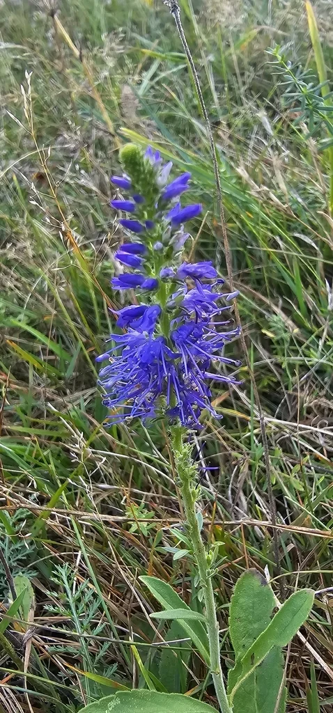Veronica Spicata