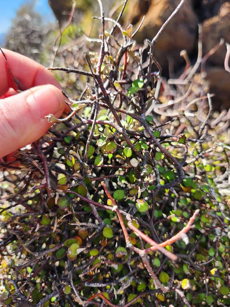 Corokia Cotoneaster
