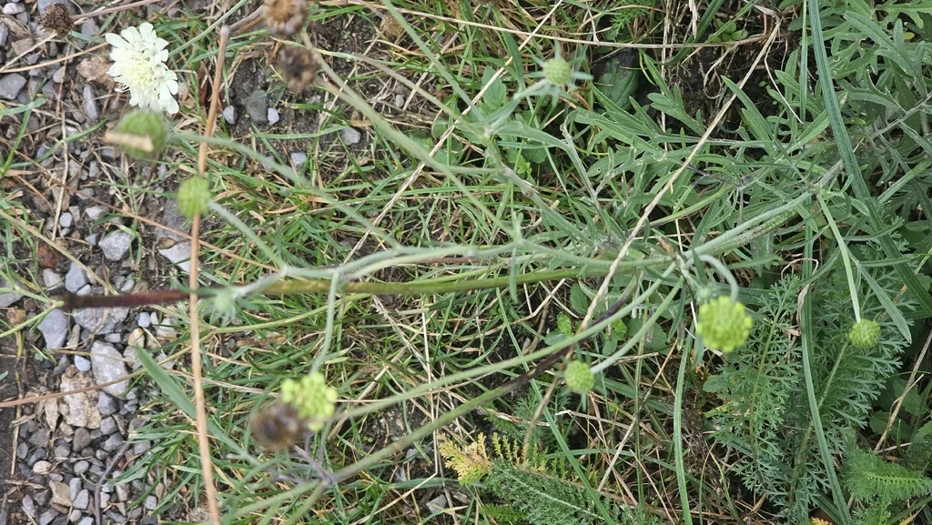 Scabiosa Ochroleuca