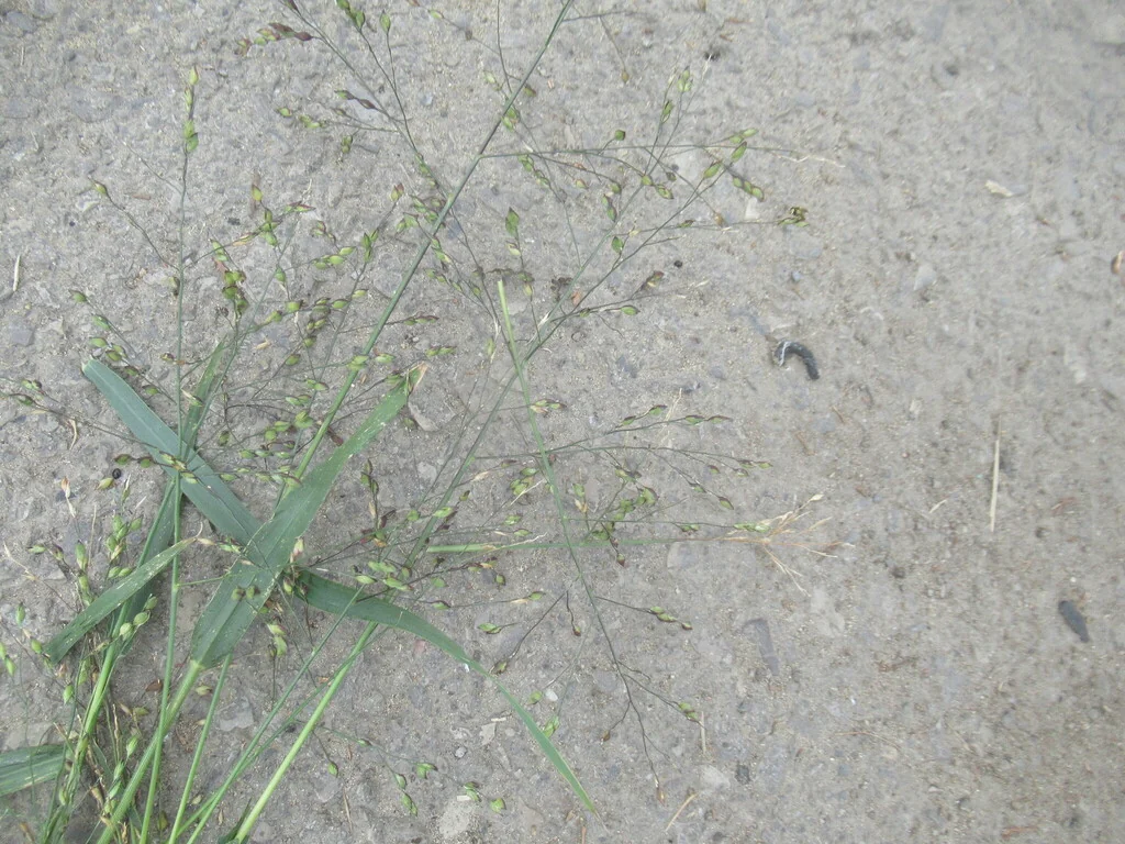 Panicum Miliaceum