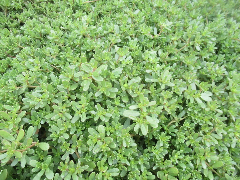 Portulaca oleracea