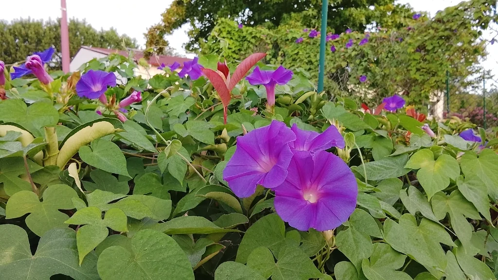 Ipomoea Indica