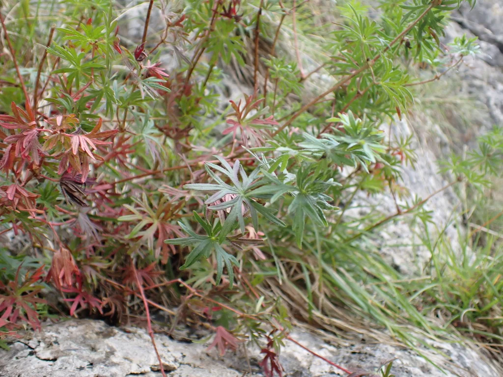 Geranium Sanguineum