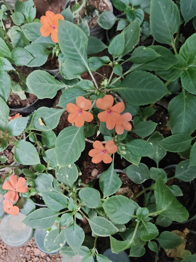 Impatiens walleriana