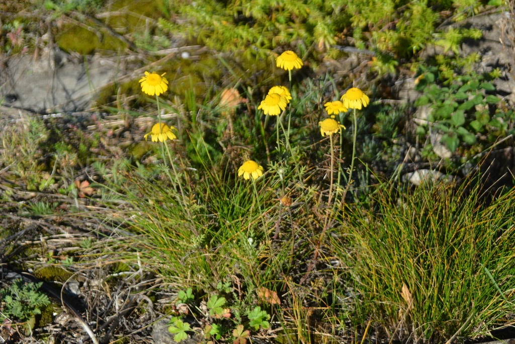 Anthemis Tinctoria