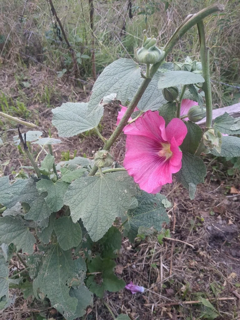 Alcea Rosea