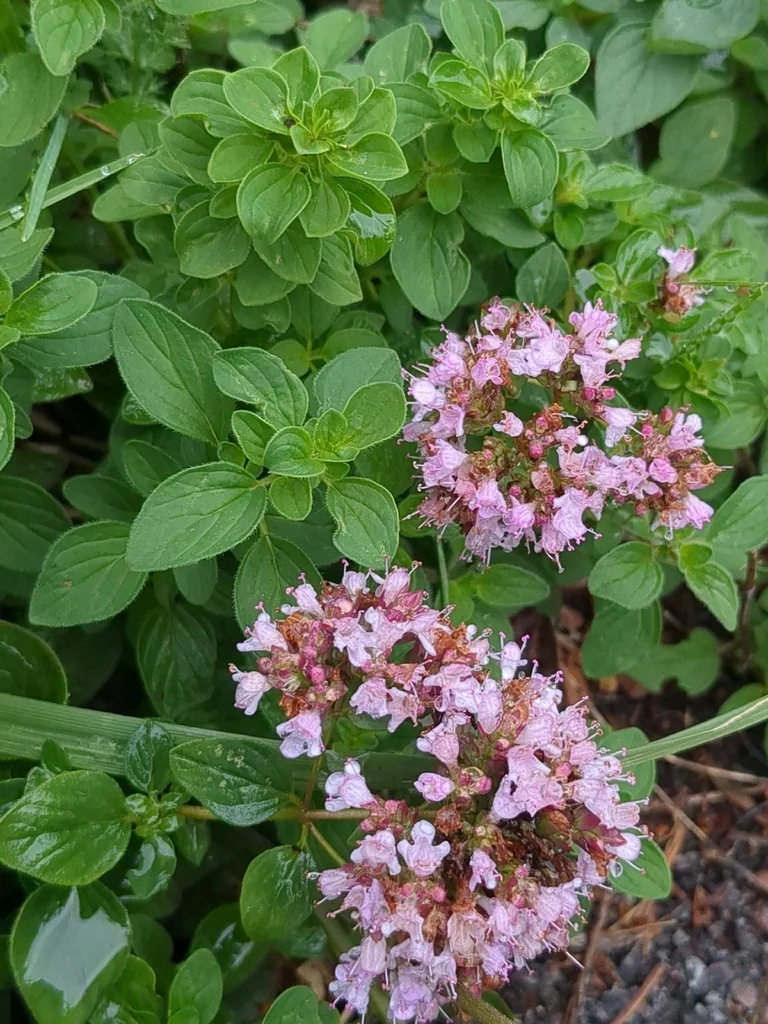 Origanum Vulgare