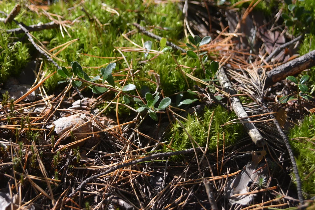 Arctostaphylos Uva-Ursi
