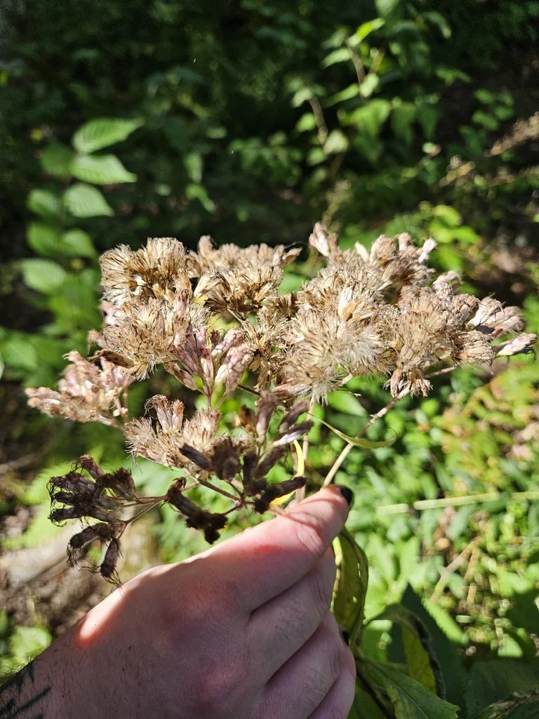 Eutrochium Maculatum