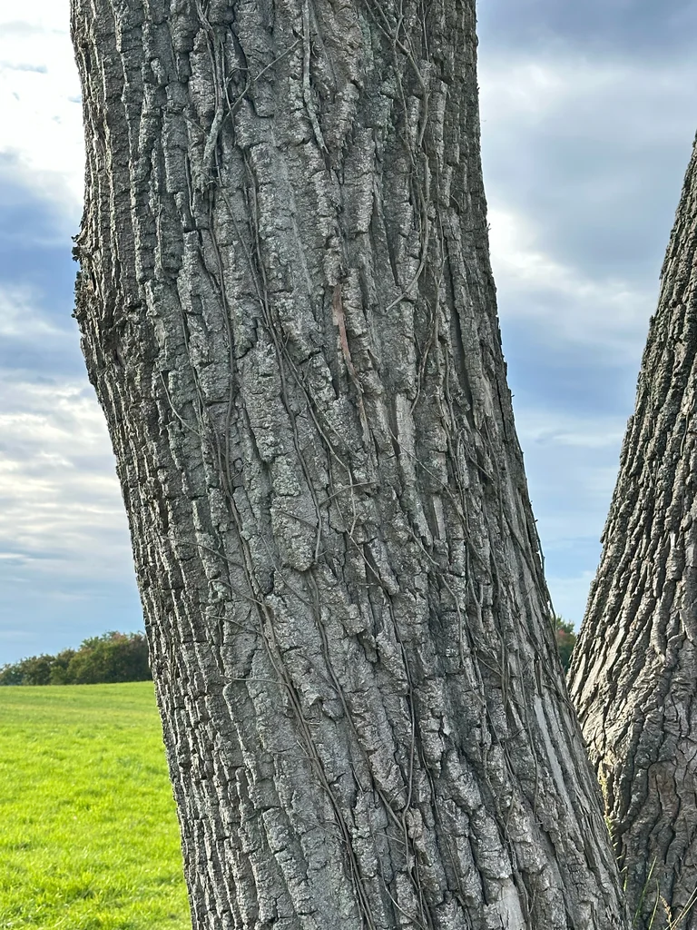Populus Deltoides