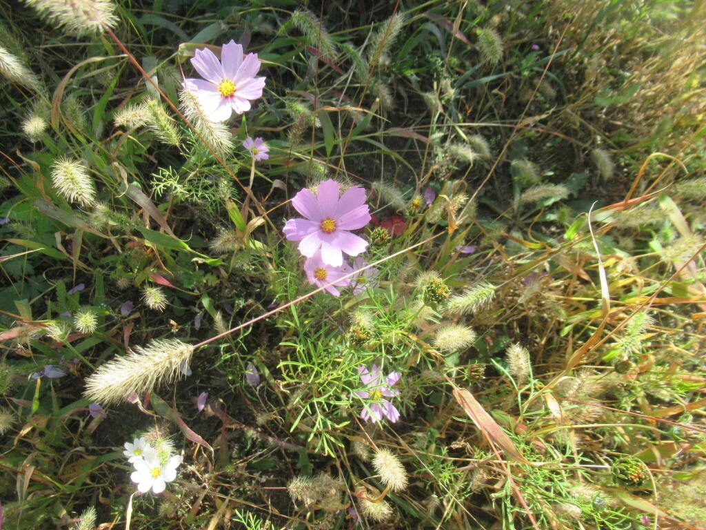 Cosmos Bipinnatus