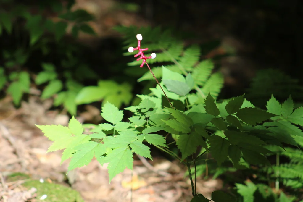 Actaea Pachypoda