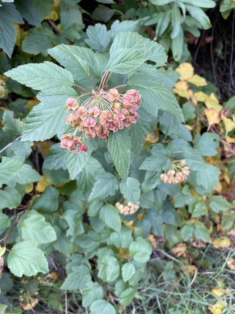 Physocarpus opulifolius