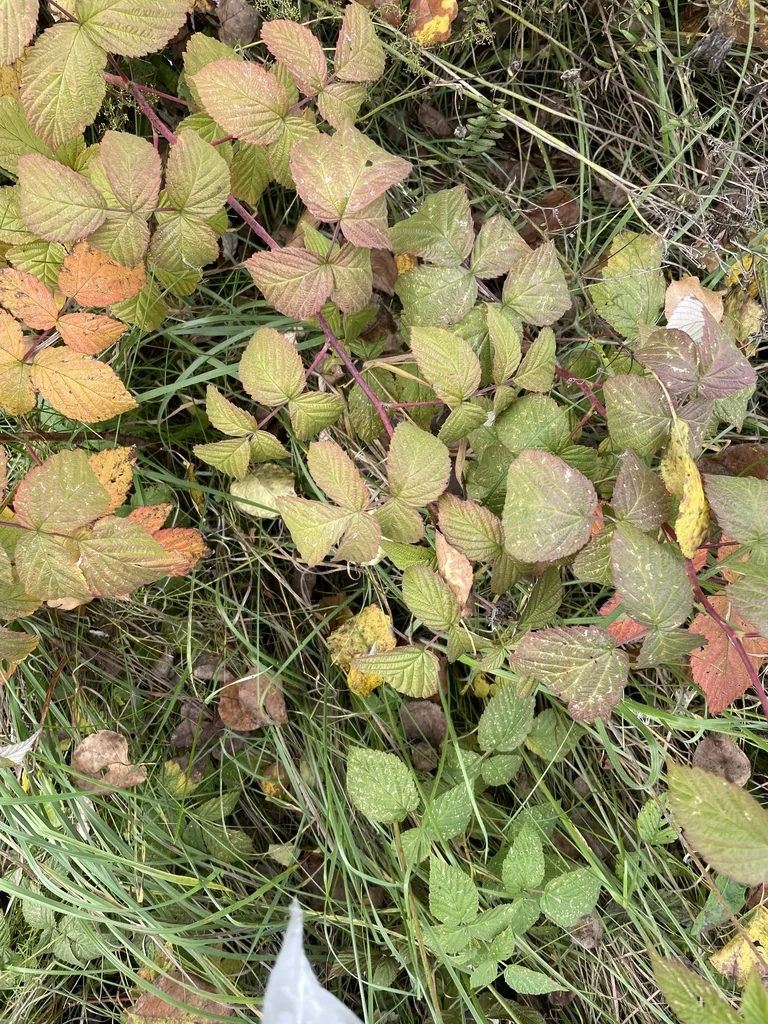 Rubus Idaeus