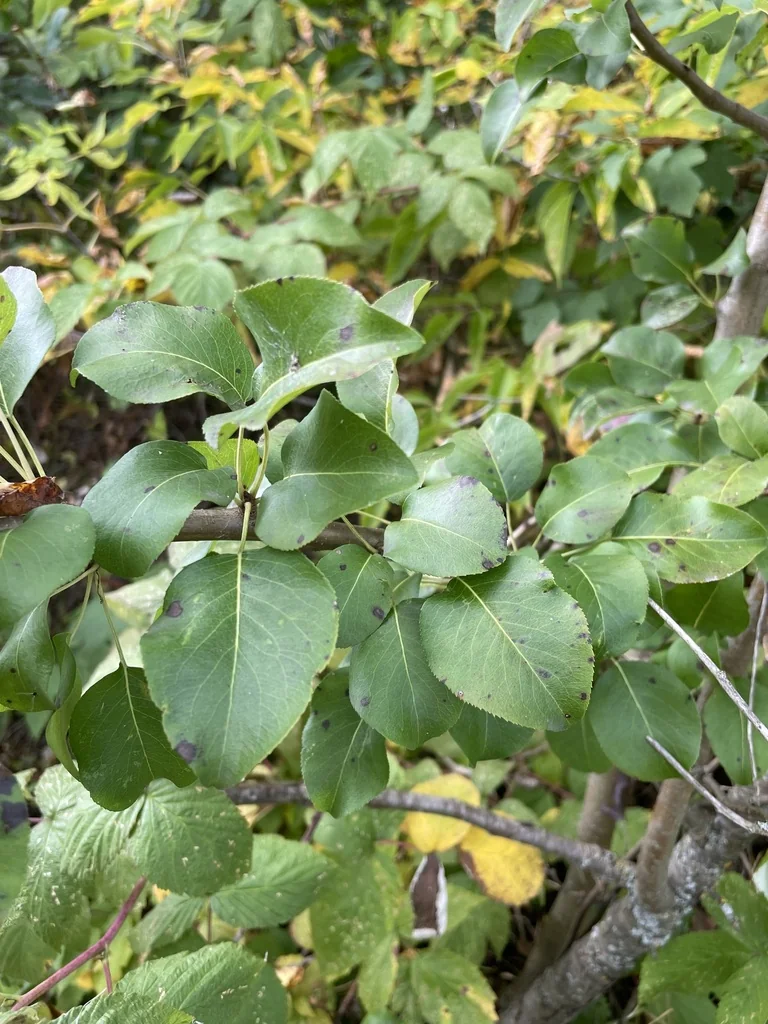 Pyrus Communis