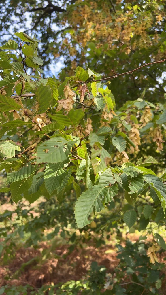 Carpinus Betulus
