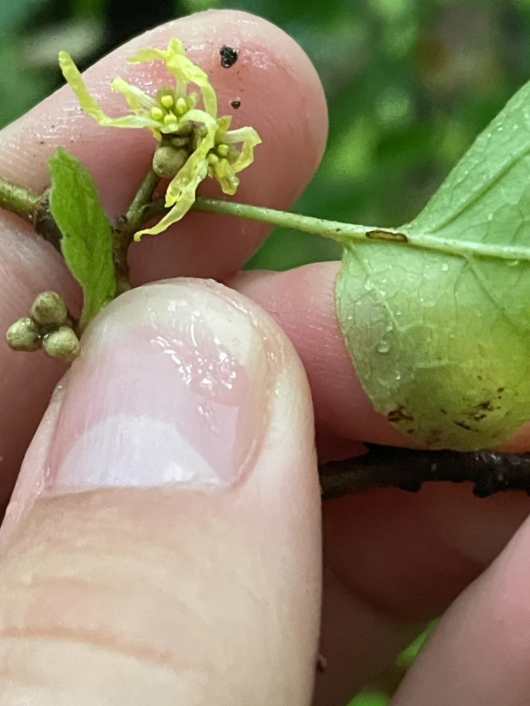 Hamamelis Virginiana