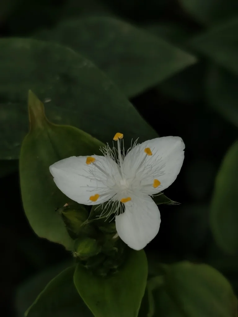 Tradescantia fluminensis