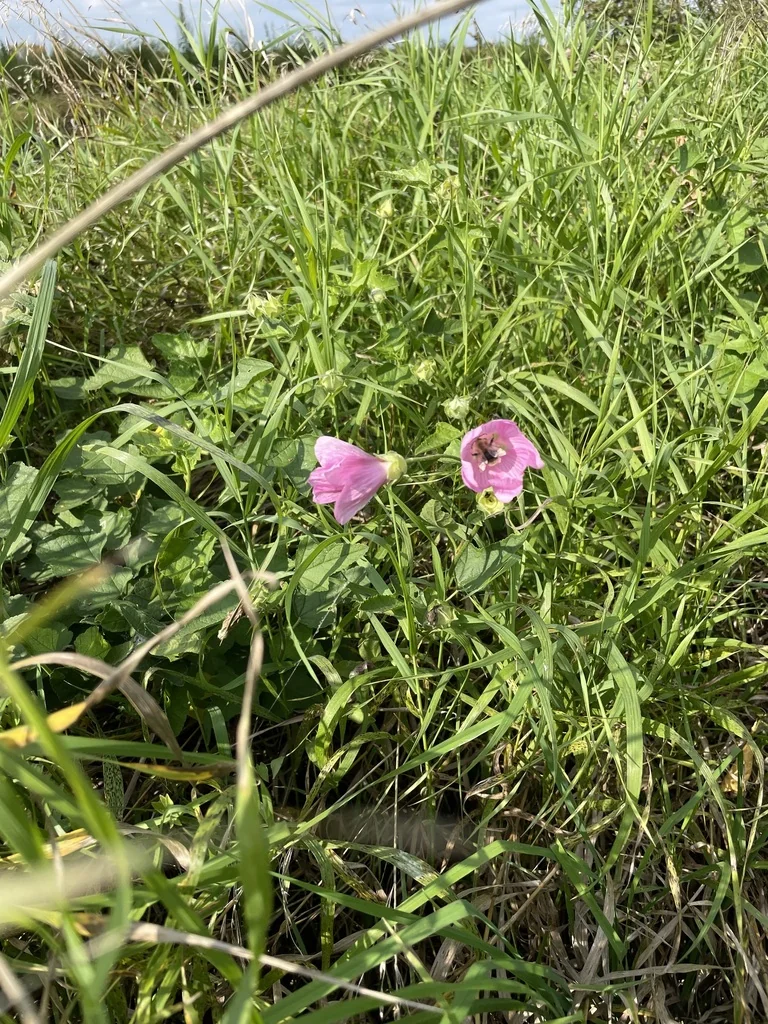 Lavatera Thuringiaca
