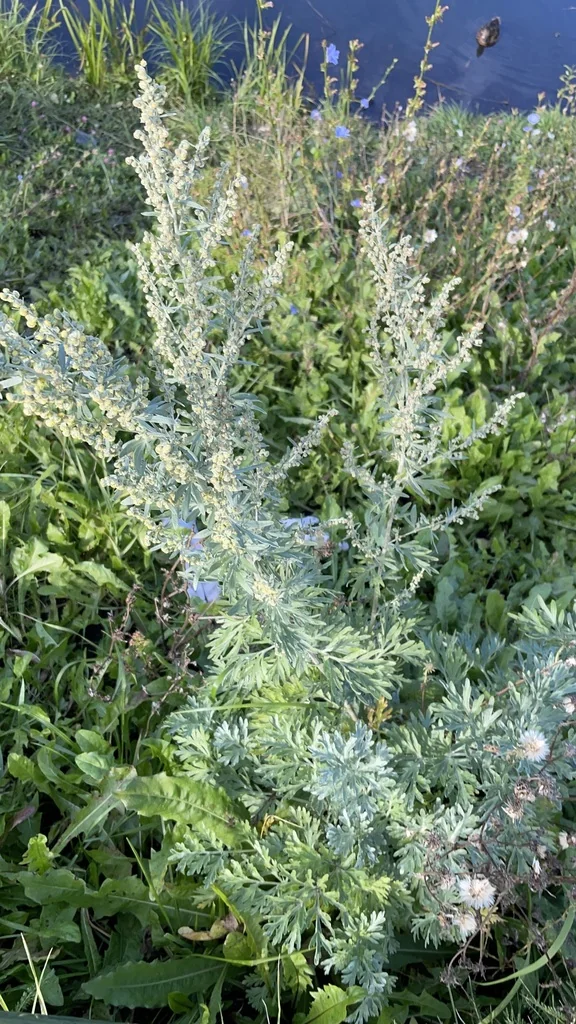 Artemisia Absinthium