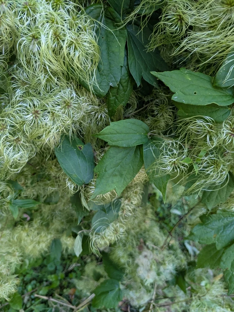 Clematis Virginiana