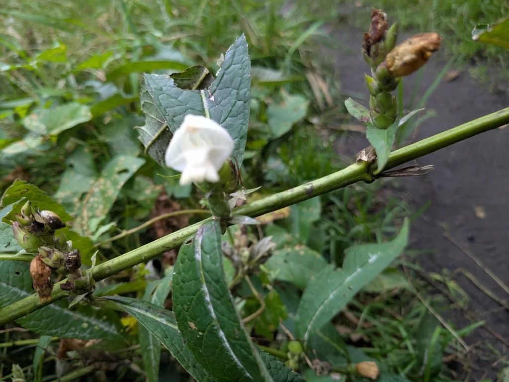 Chelone Glabra