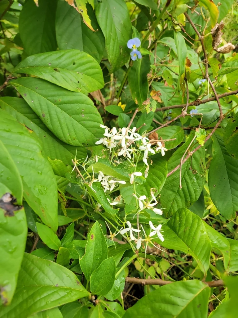 Clematis Ternifolia