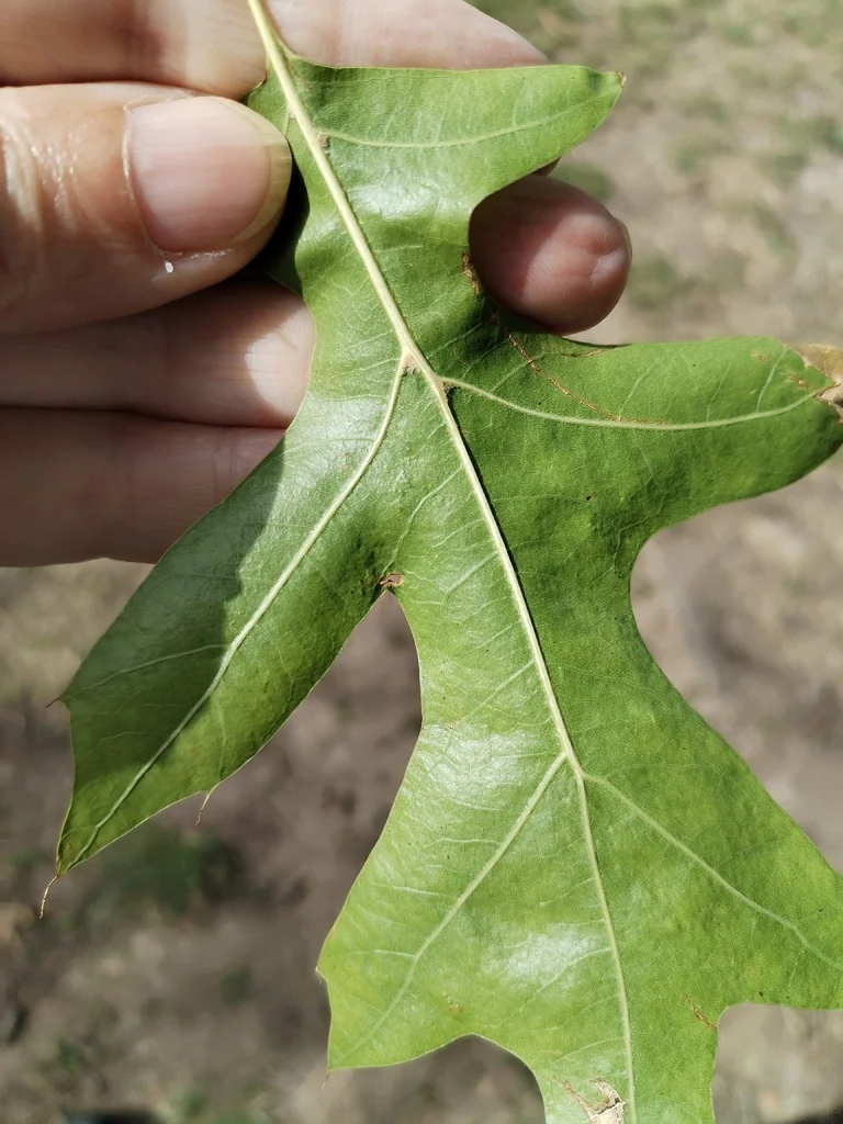 Quercus Palustris