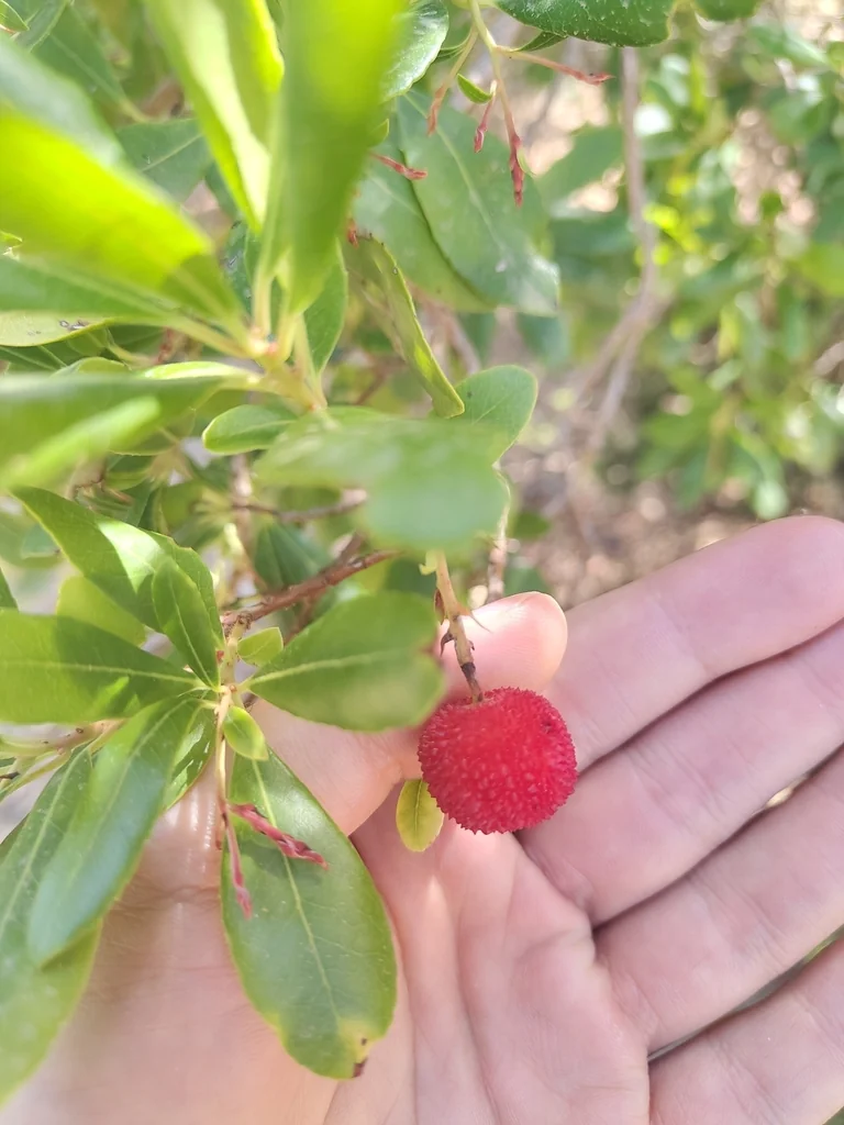 Arbutus Unedo