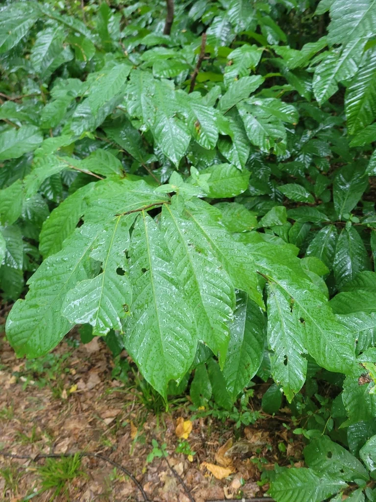 Asimina Triloba