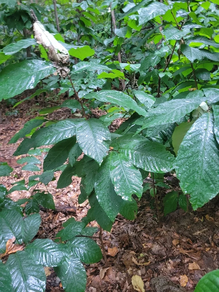 Asimina Triloba