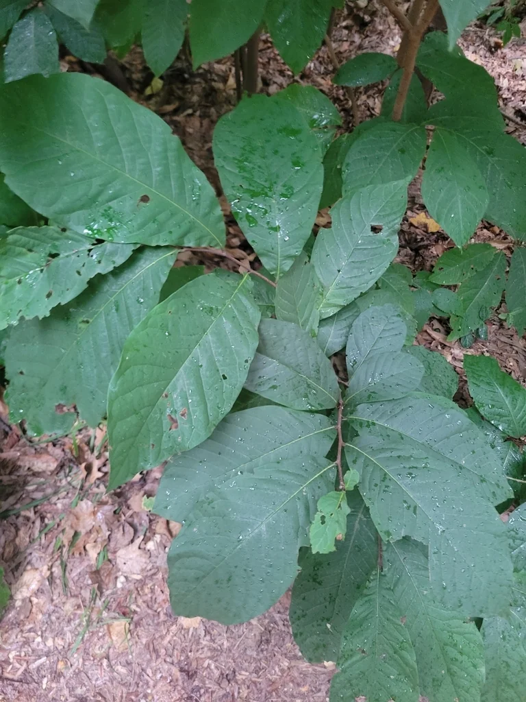 Asimina Triloba