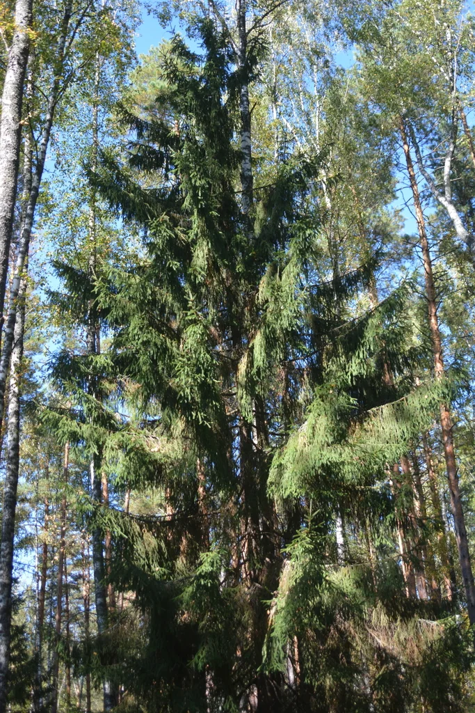 Picea Abies